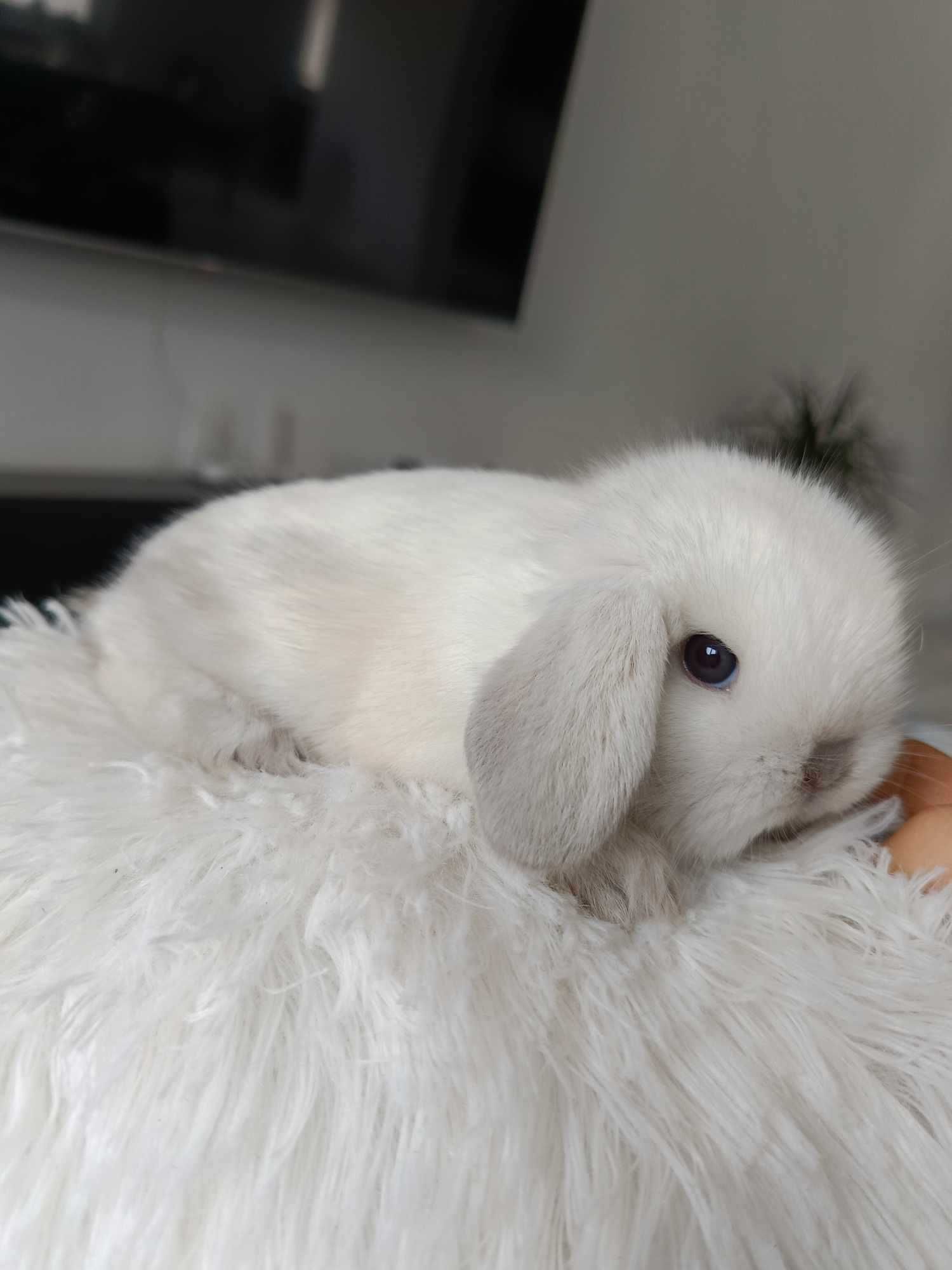 Mini lop karzełek Teddy hodowla zarejestrowana