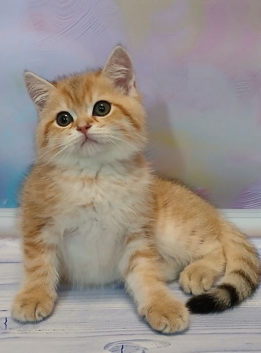 Котик 2,5 місяці золотої шиншили