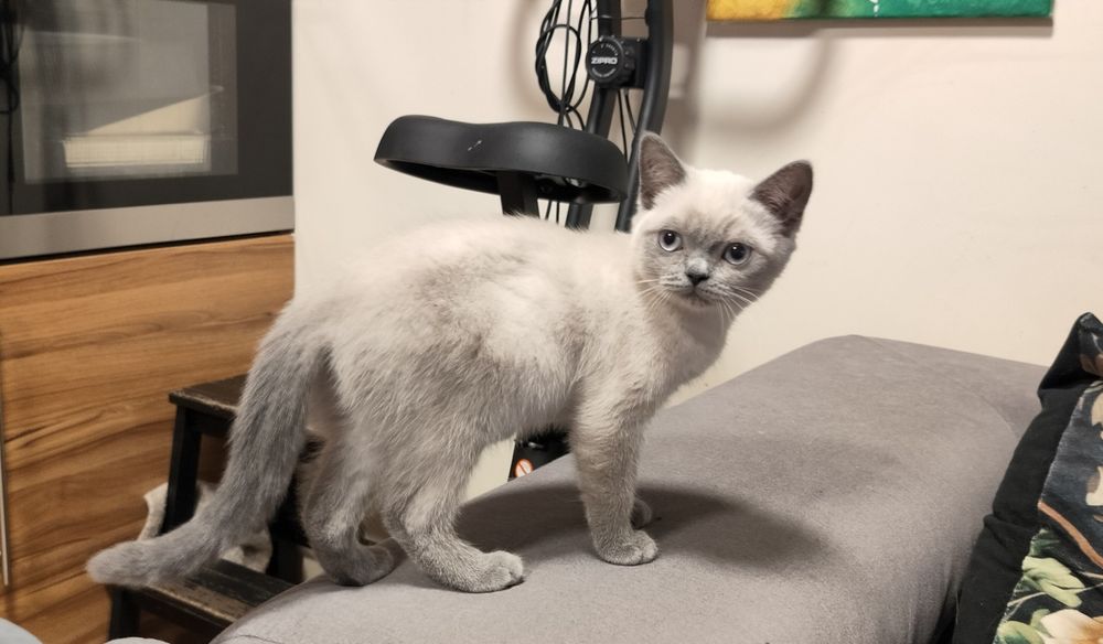 Kotka Brytyjska kolor point Lucy kocięta koty