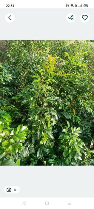 20 szt gałązek mahoni pospolitej , cięte