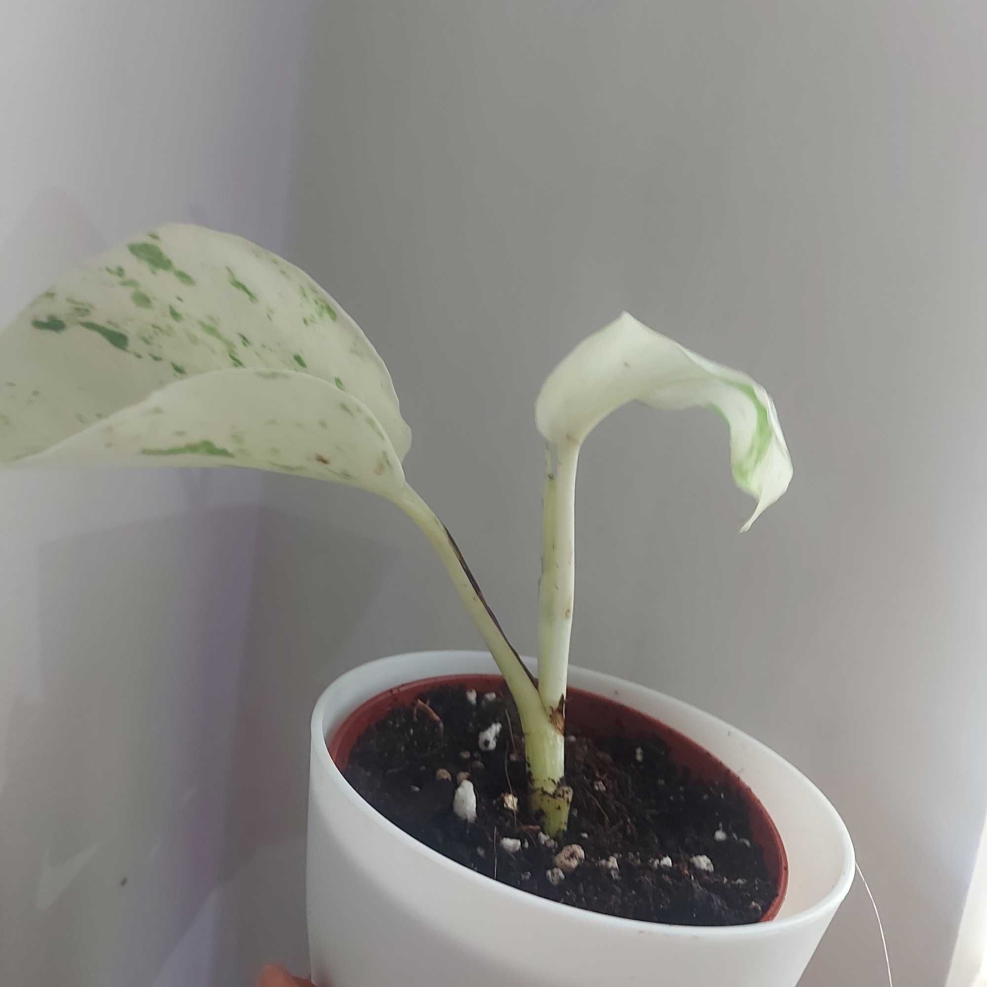 Epipremnum manjula happy leaf