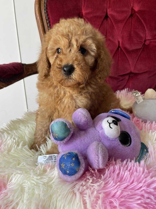 Pudel apricot suczka miniatura