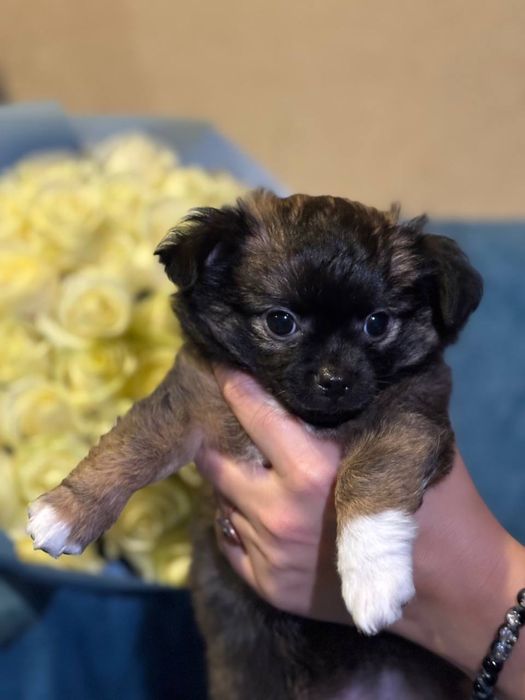 Чистокровна довгошерсна чіхуахуа