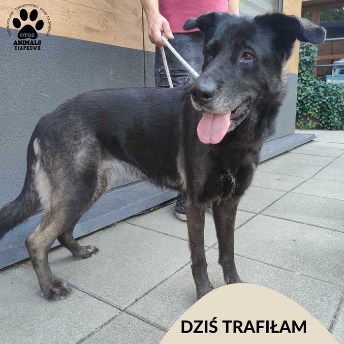 Znaleziono czarną suczkę