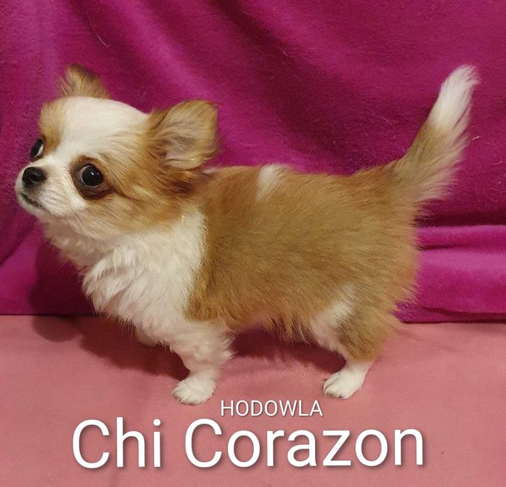 Chihuahua mini piesek z rodowodem
