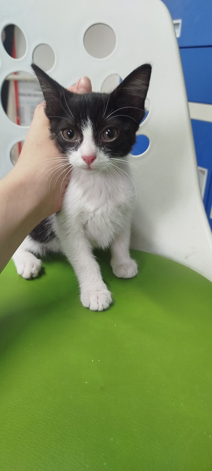 Mała 2 miesięczna Kotka do adopcji