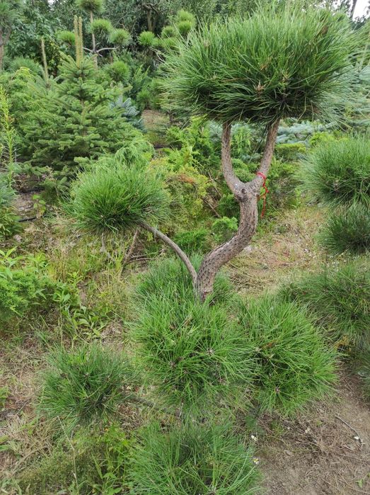 Bonzai formowany, sosna czarna, drzewko do ogrodu, ozdobne 28,29,30,31