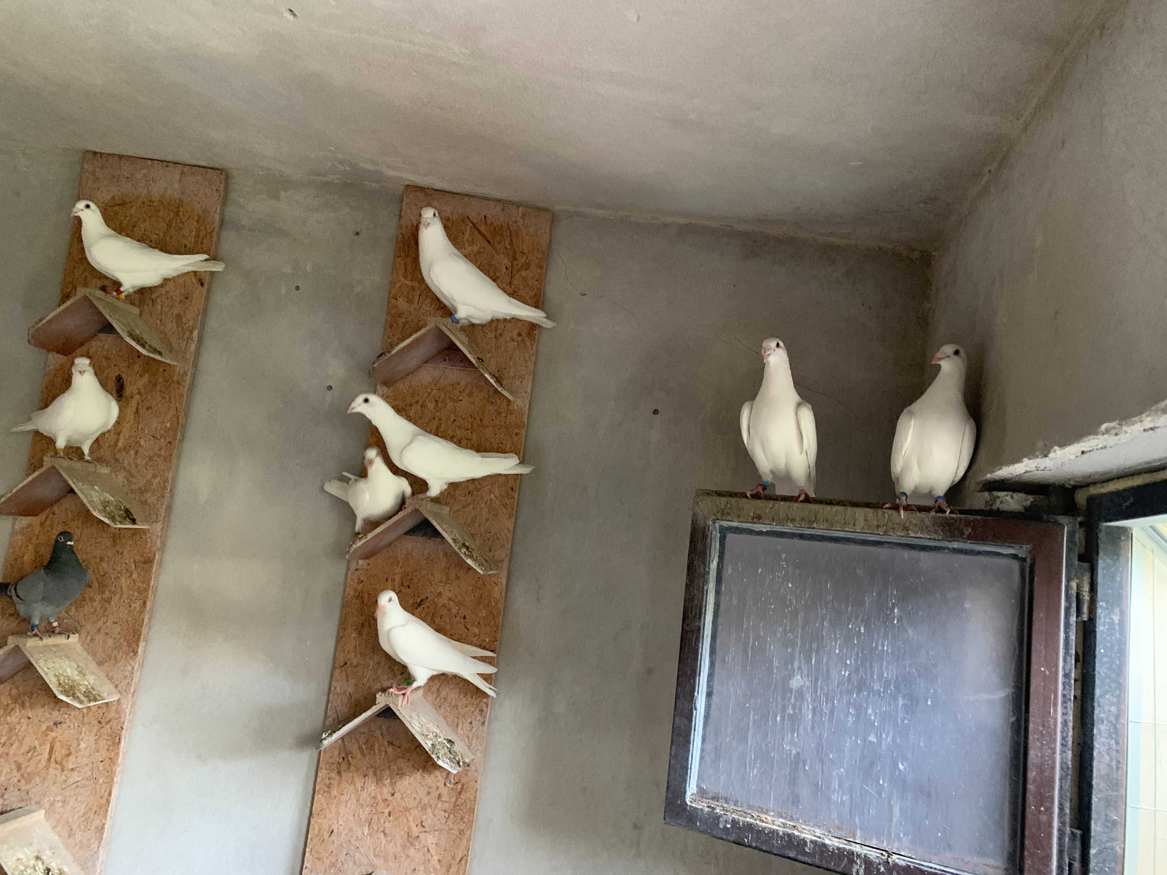 Białe gołębie pocztowe .Młode z 2024r