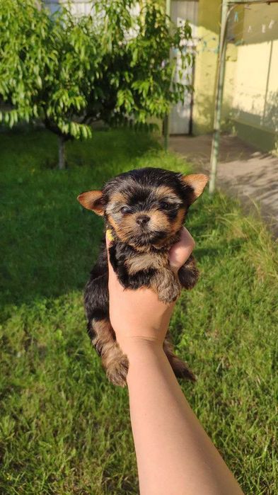 Йорк із душею поета!