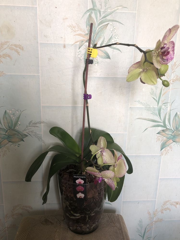 Орхидеи красивые
