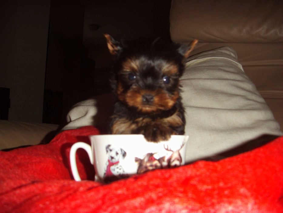 York mini suczka Warszawa yorki