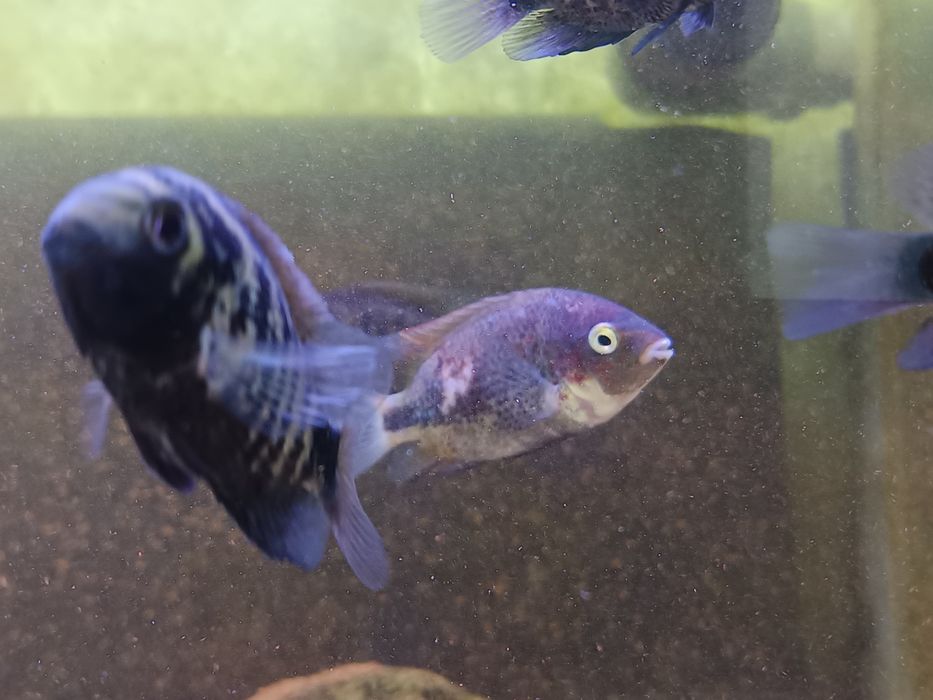 Viejas marble fenestratus