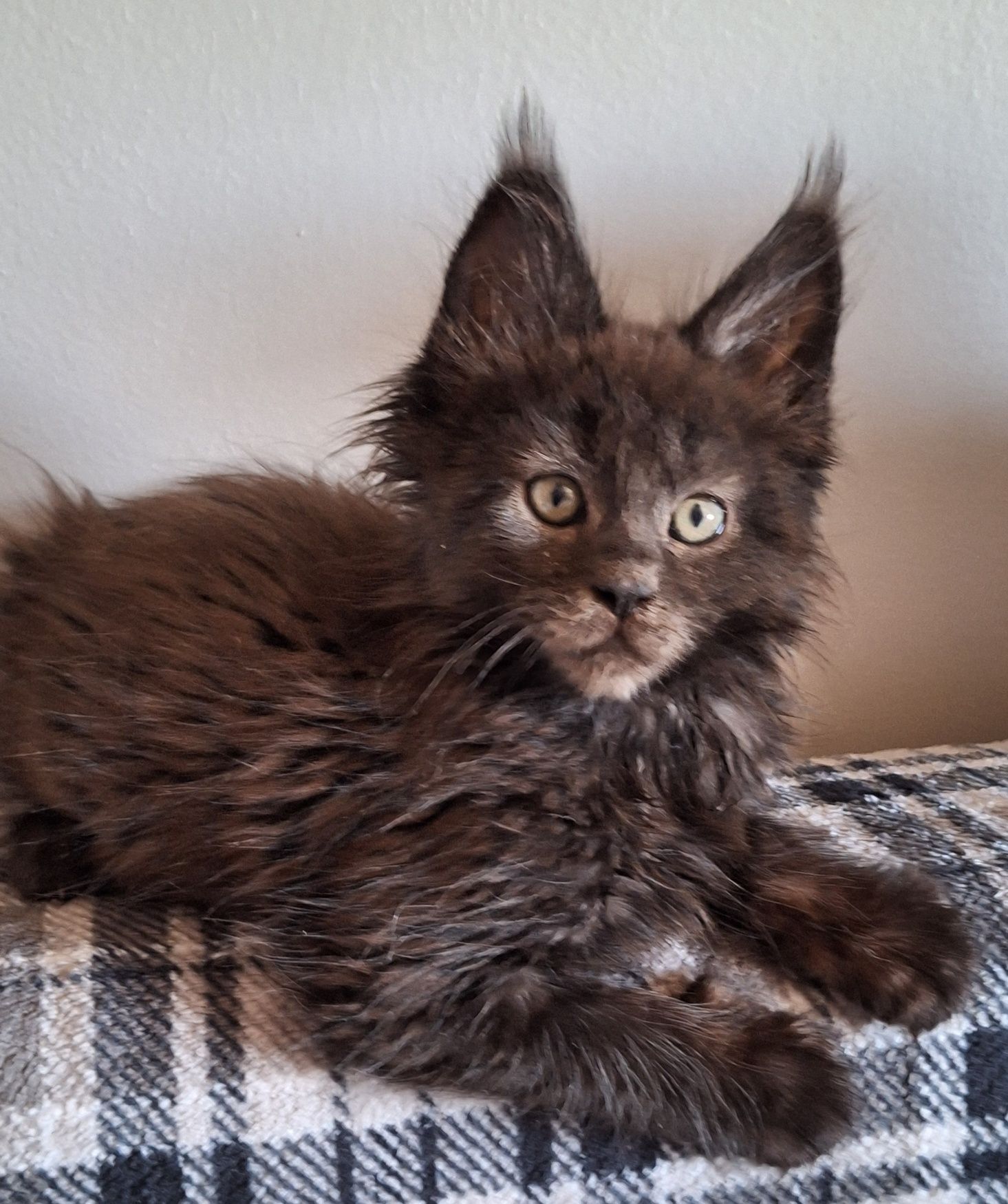 Czarny kocurek Maine Coon