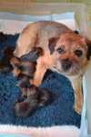 Border Terrier szczenię ZKwP, FCI rezerwacja, lipiec 2025