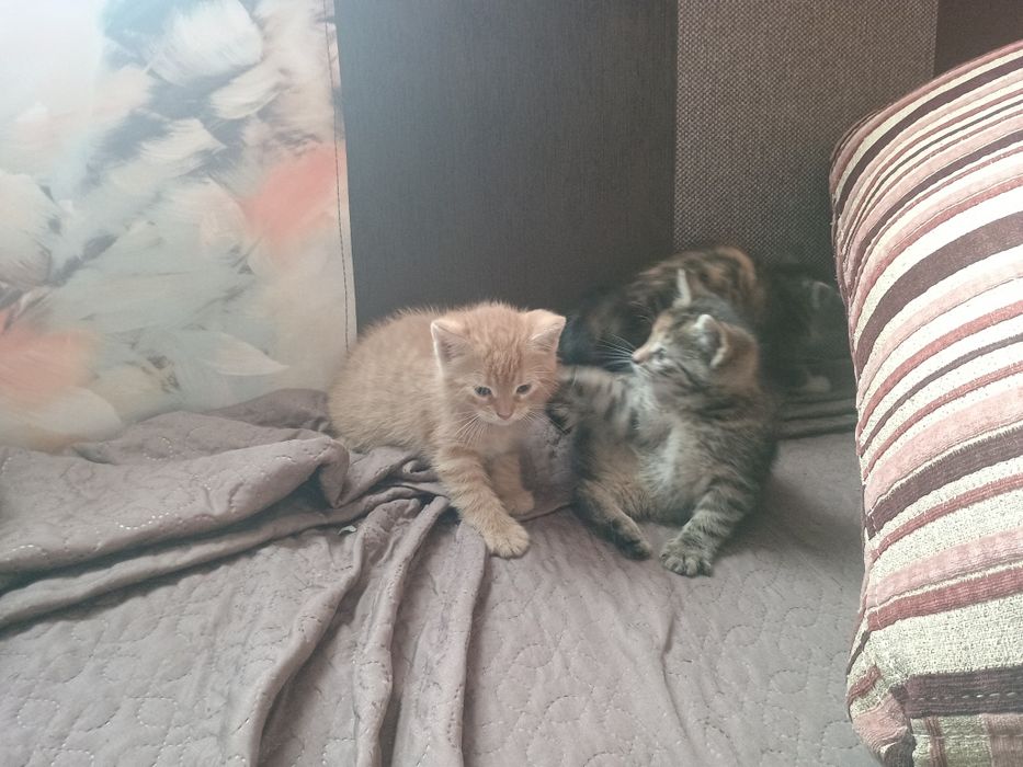 Oddam kotki w dobre rece