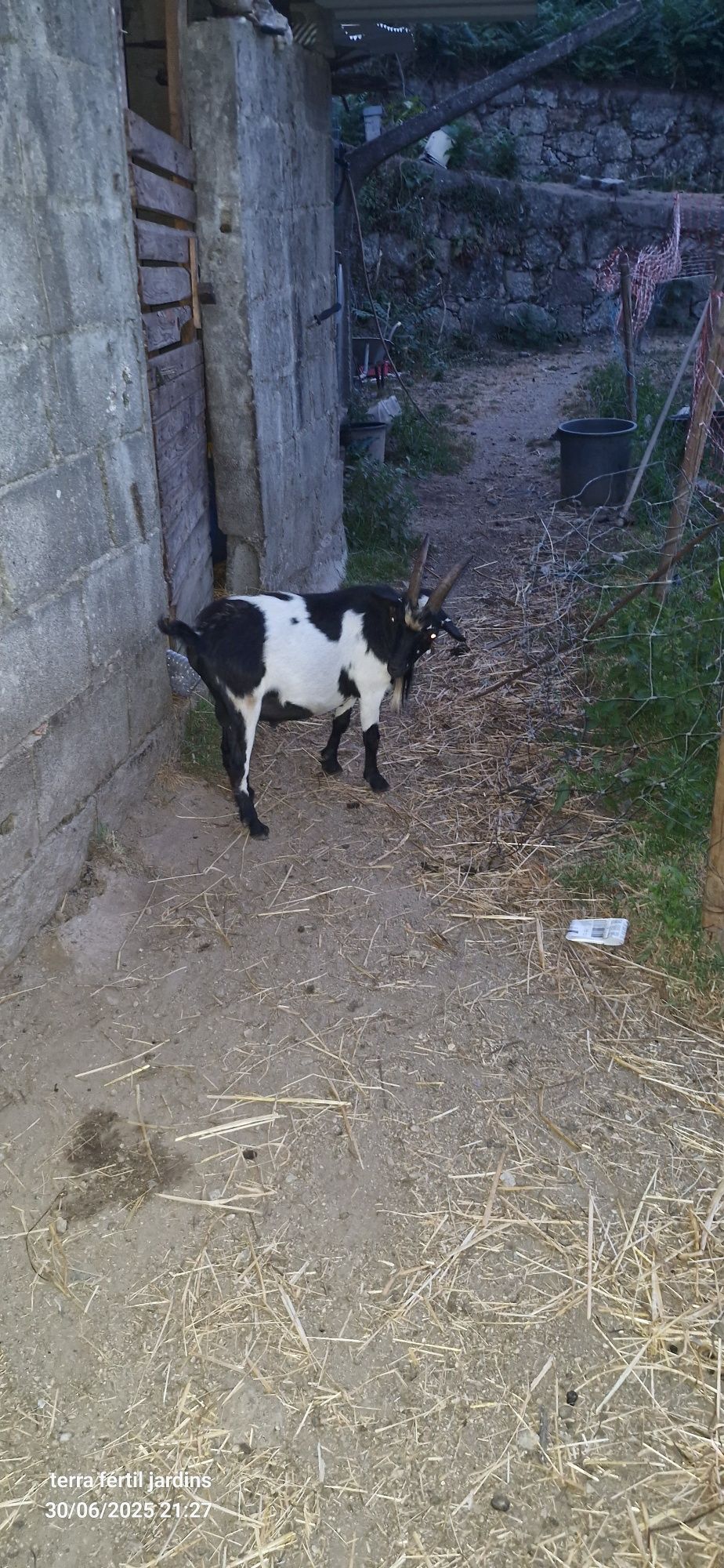 Cabrito anão  muito meigo