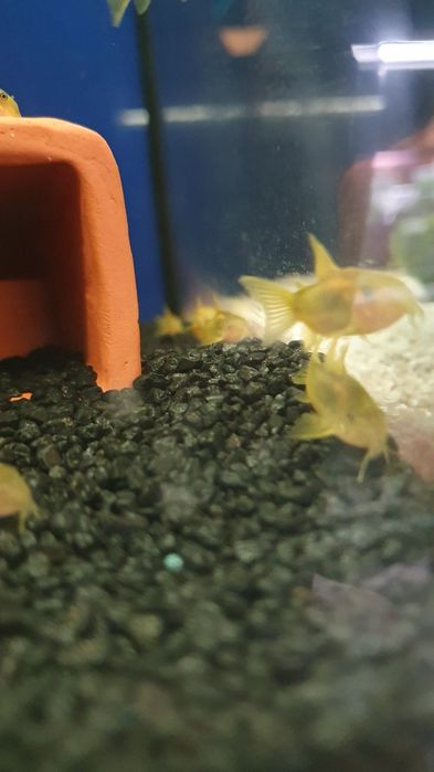 Kirys Gold Laser Kraków (Swoszowice)