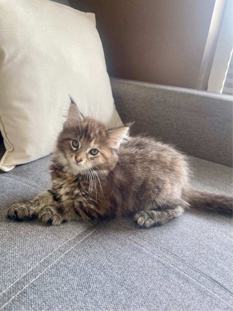 Kot Maine Coon kociak