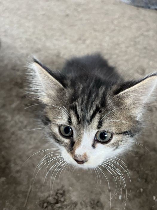 Кошенята безкоштовно Васильків