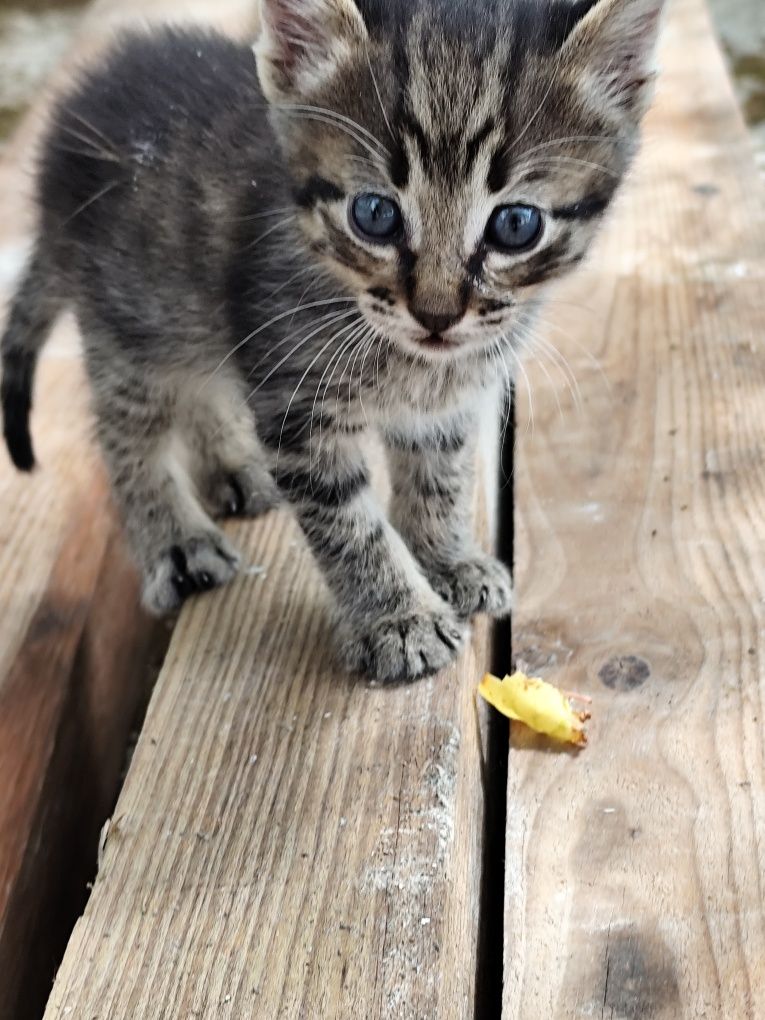 Gatinho bebé dá-se