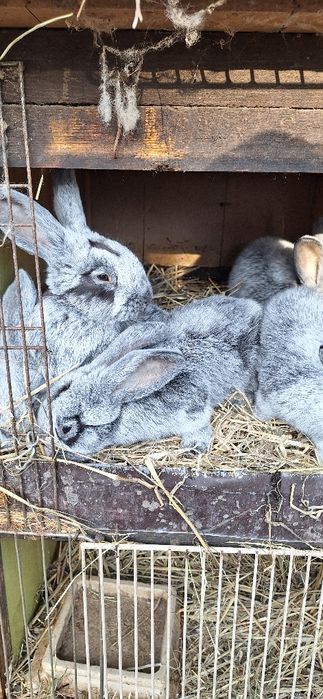 Sprzedam króliki jasnosrebrzyste wjs