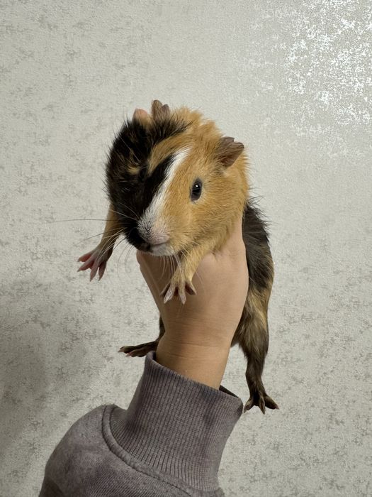 2 морские свинки и клетка со всем необходимым (доставим под дом)