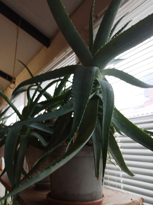 Лечебный Алоэ  8 лет.