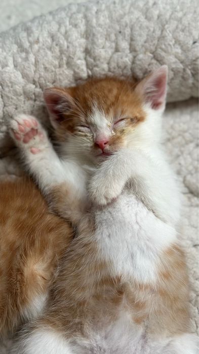 Do adopcji: dwa rude kocurki pełne miłości