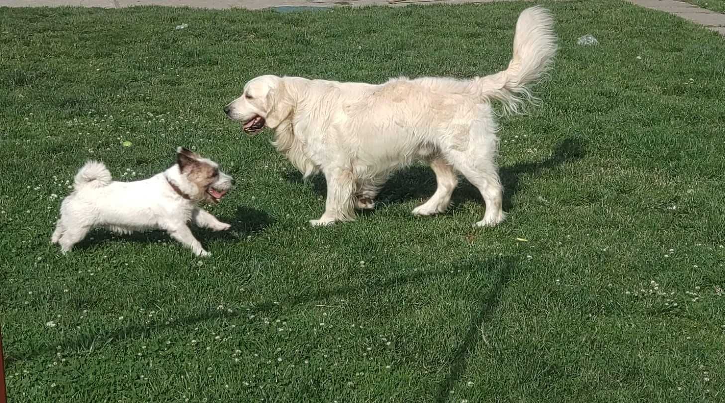 Szczeniak / piesek Golden Retriever Związek Kynologiczny FCI