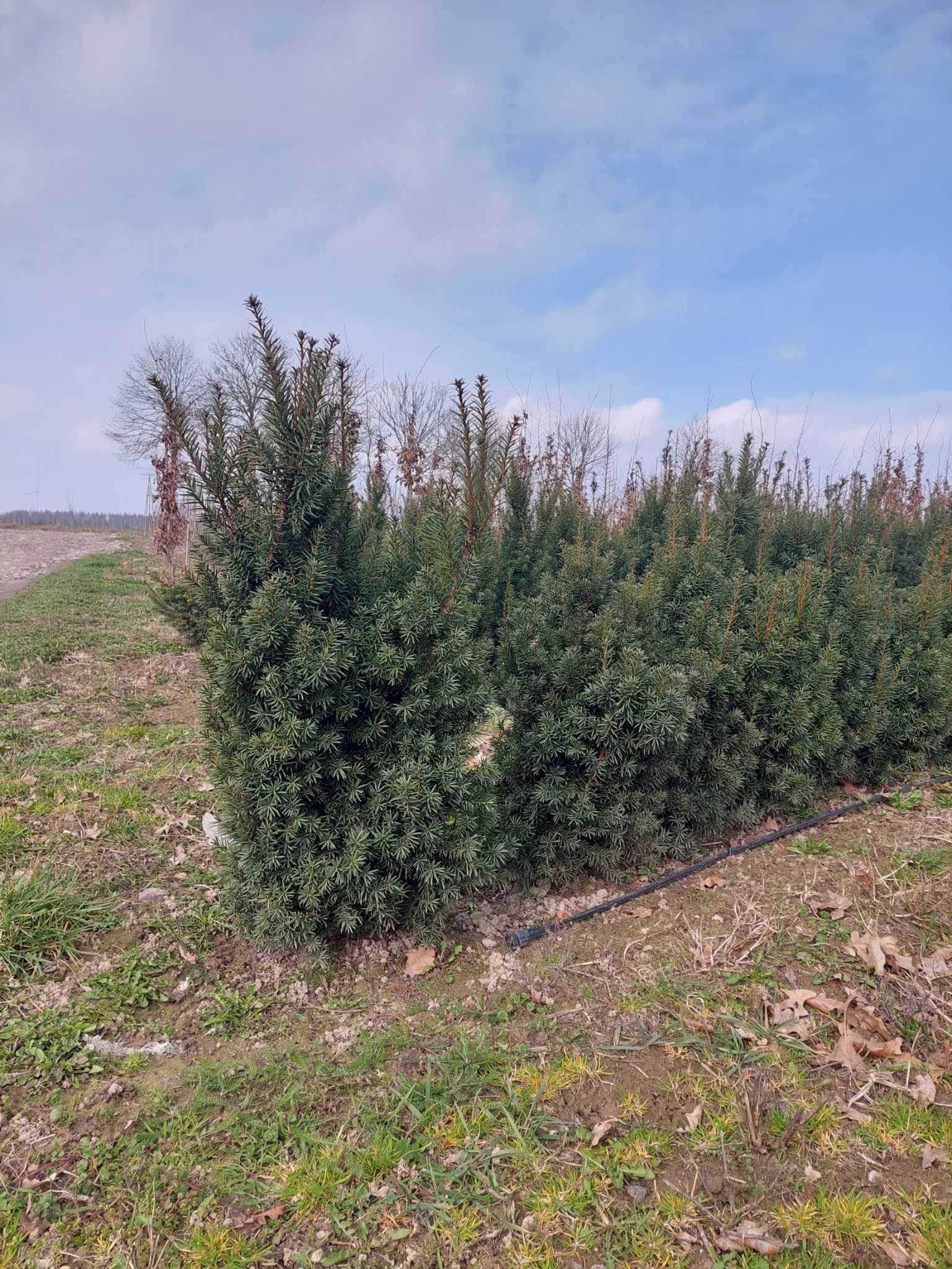 Cis 'Hicksii' na żywopłot