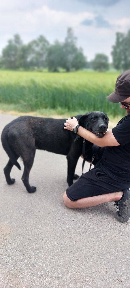 Przyjacielski Rodos poleca się do adopcji!