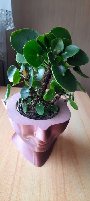 Kwiat pieniążek szczepka