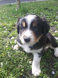 Szczeniak Border Collie | Możliwość rezerwacji