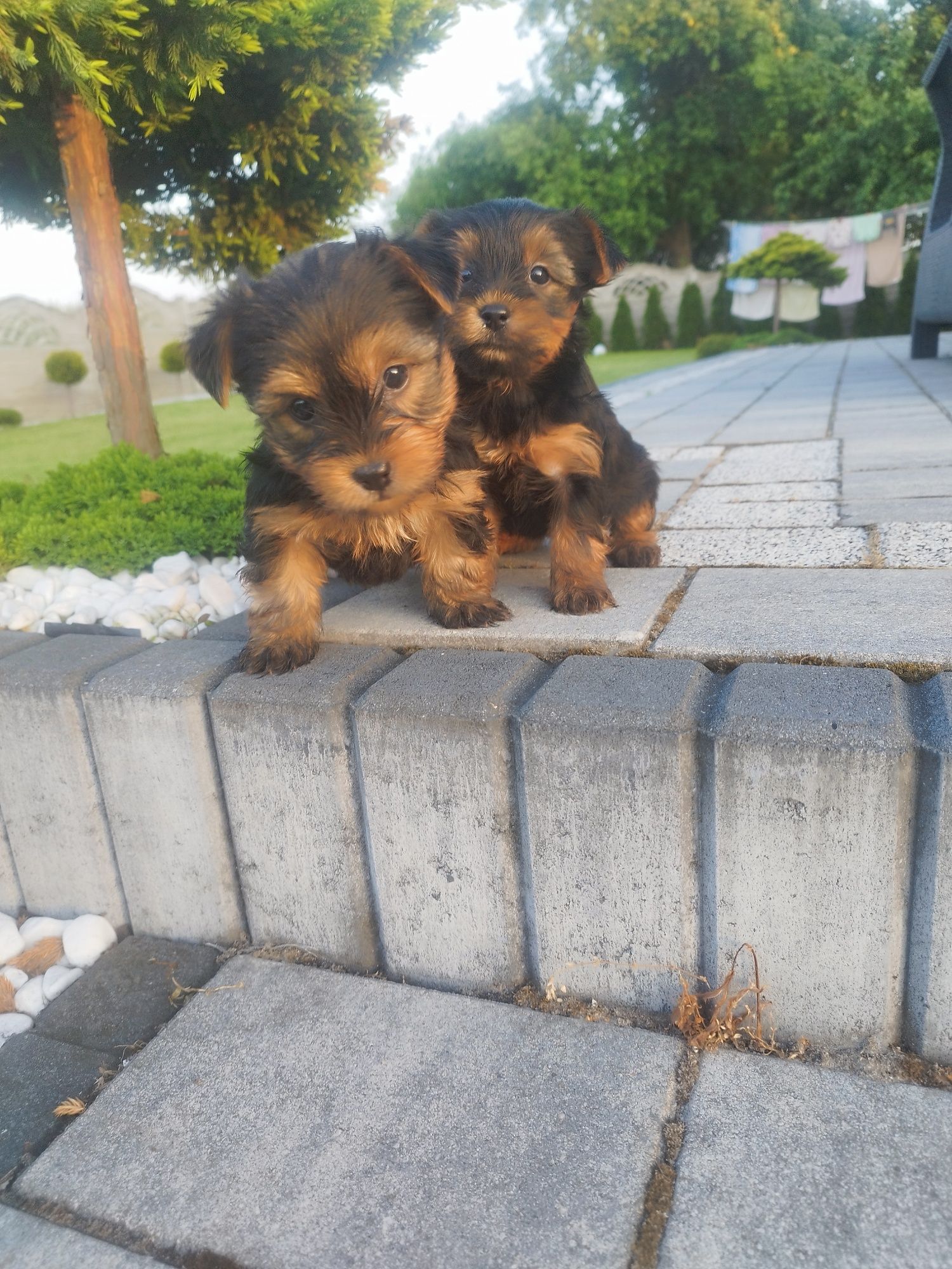 Yorkshire terrier