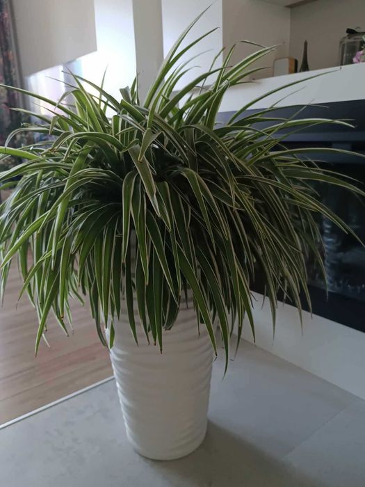 Na sprzedaż Doniczka plastikowa wysoka 60 cm + Zielistka Sternberga