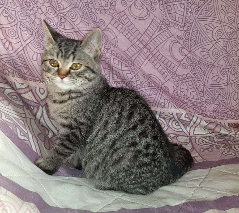 Мутоновые Британские котики табби.