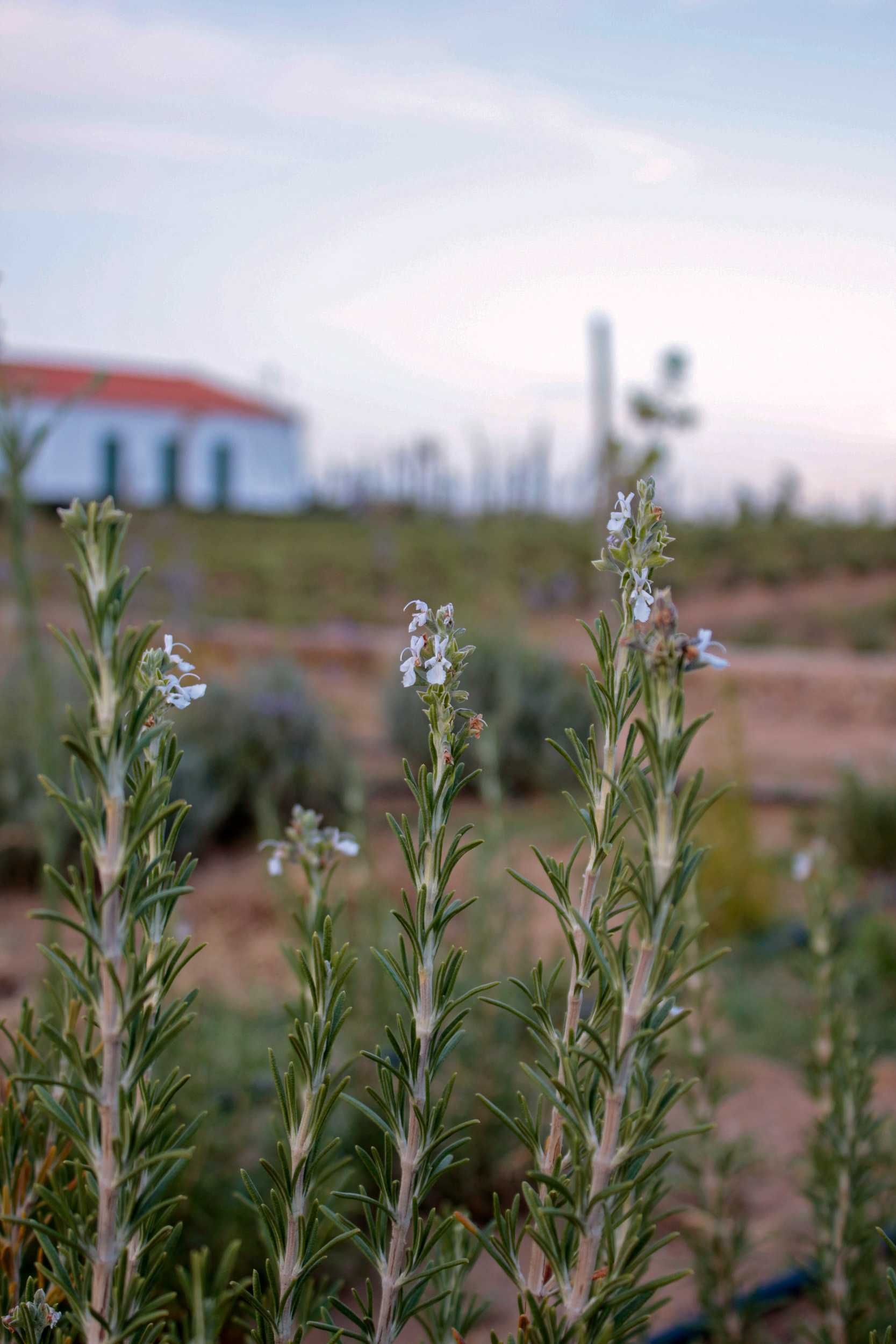 Alecrim Rosmarinus officinalis Planta Viva - Évora