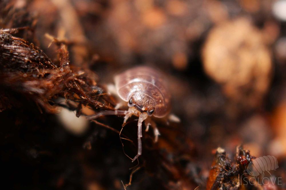 Porcellio sp. "Turcja", równonogi, isopoda, prosionki