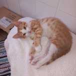 Doação de Gatinho Macho