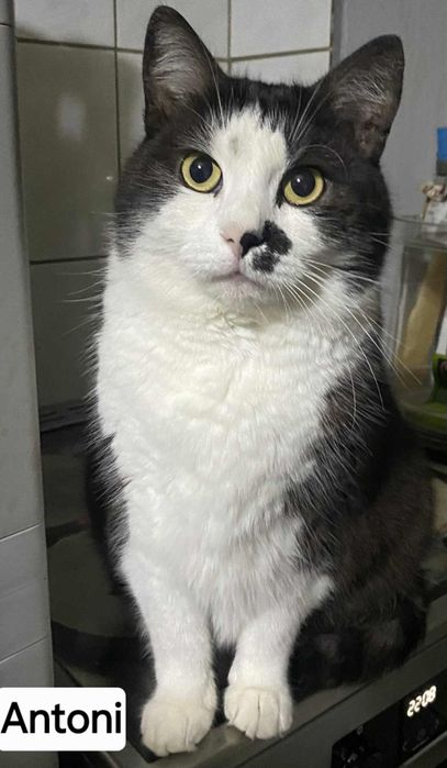 Dorosły, zdrowy,wykastrowany 5 letni kocurek szuka kochającego domku.