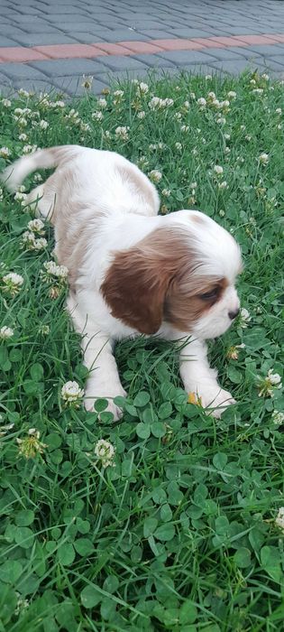 Cavalier King Carles Spaniel blenhein suczka
