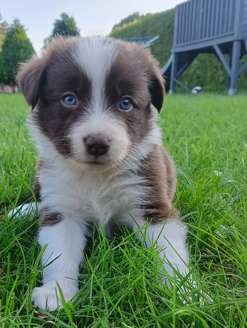 Border Collie chłopczyk Czekoladowo Biały