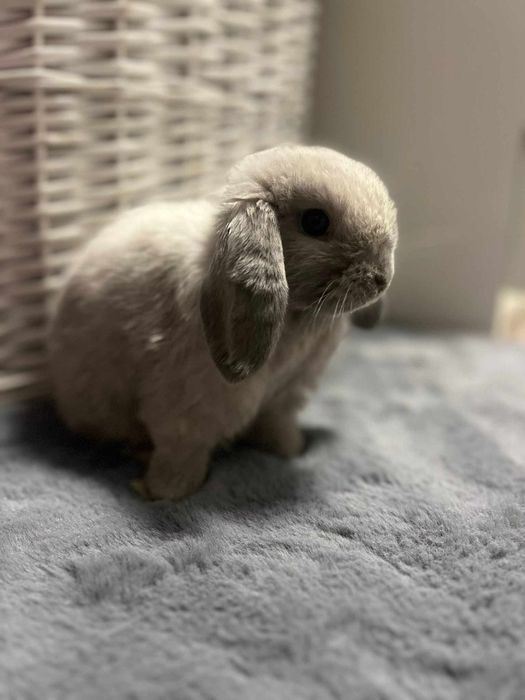 Mini Lop Króliczki Seal Point-Frosty Point Czysta Rasa z WYPRAWKĄ