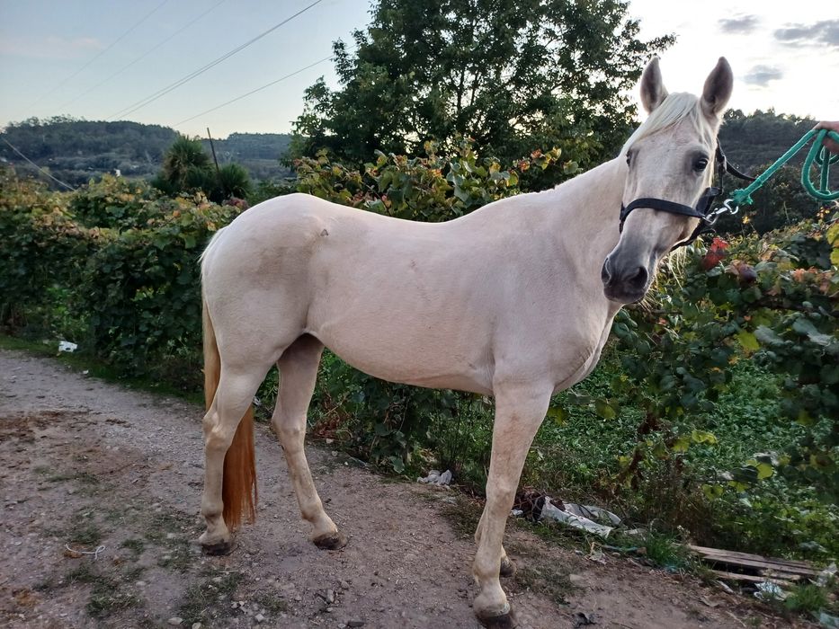 Egua cruzada lusitana