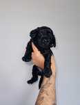 Pudel toy/miniatura