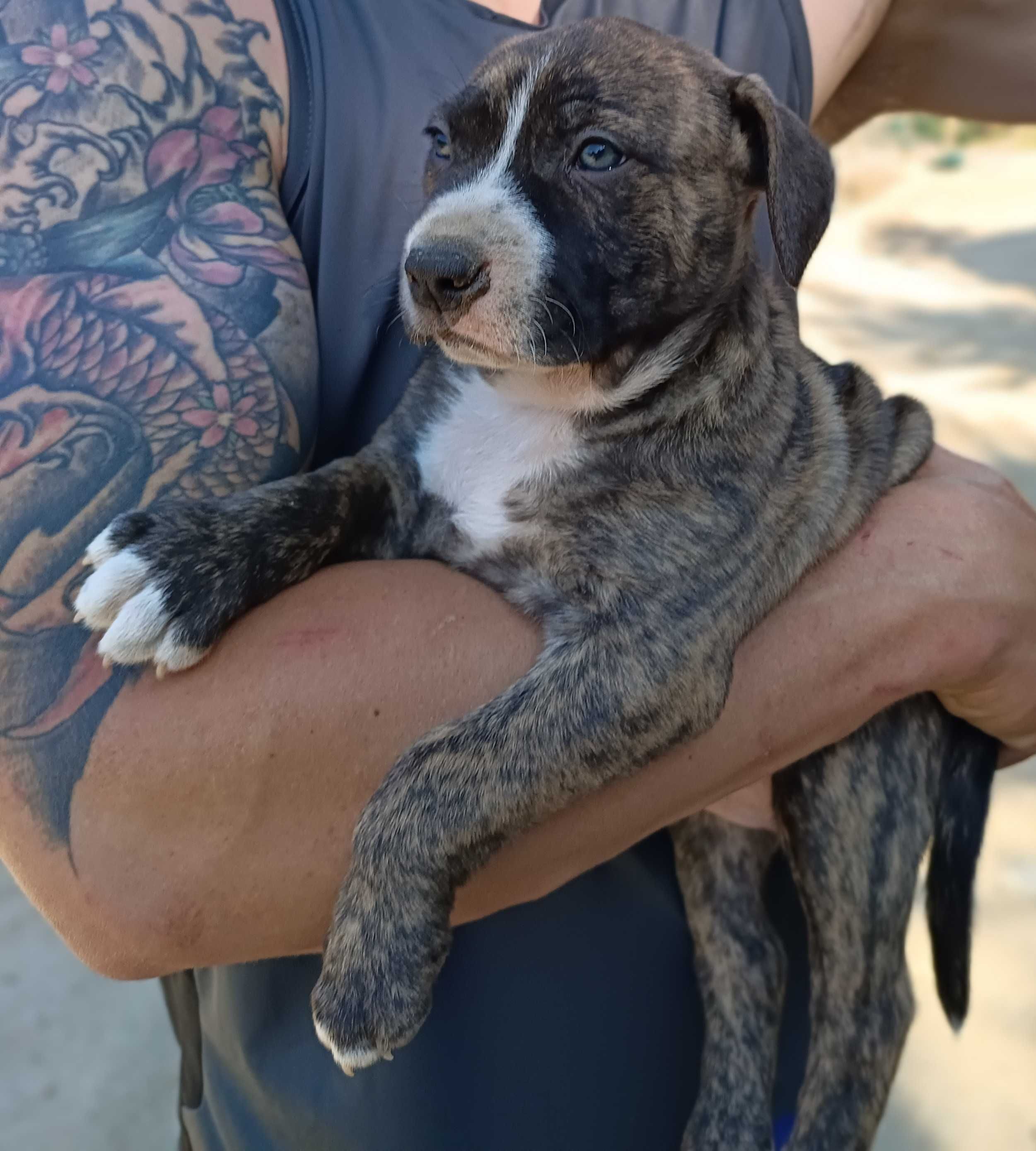 Amstaff samiec pręgowany