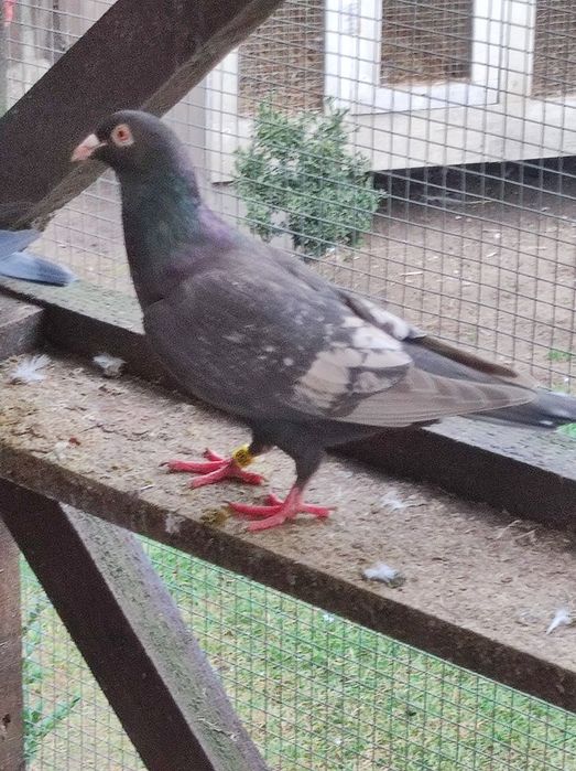 Gołębie pocztowe opal Fril