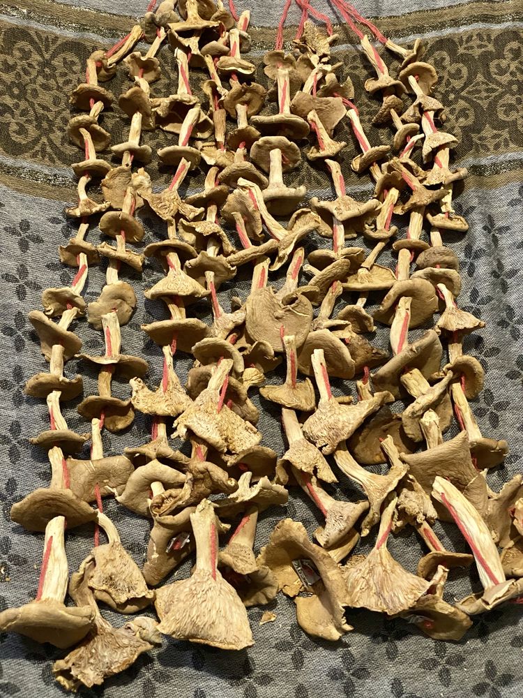 Рижик-рижниці сушені гриби