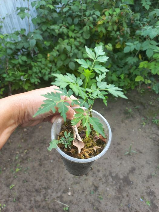 Мелія  ацедарах.