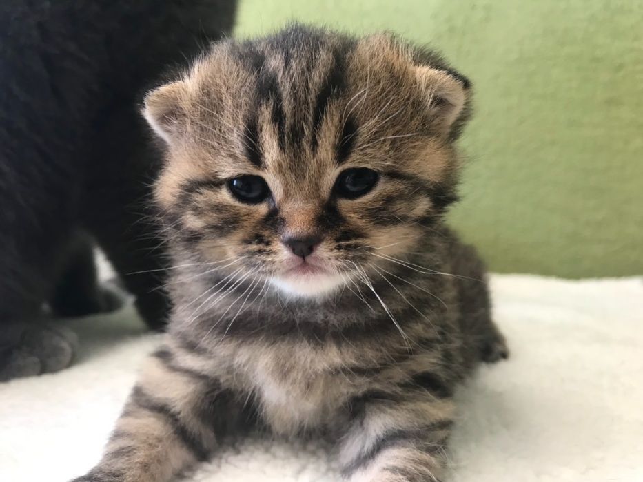 Вязка кот Британец Скоттиш Страйт